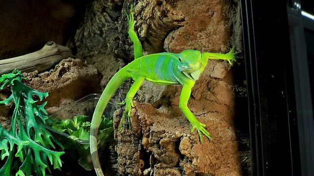  young green iguana on a stone wall