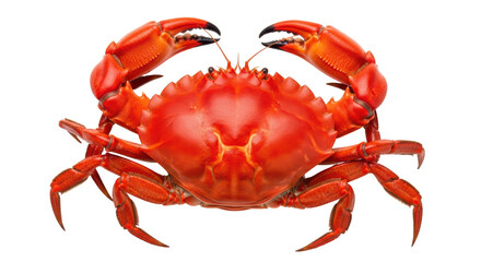Isolated Crab