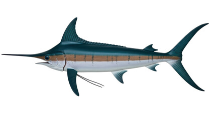 Fototapeta premium Isolated Marlin Fish