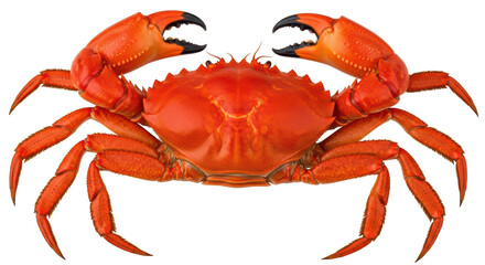 Isolated Red Crab
