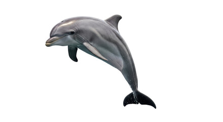 Fototapeta premium Isolated Bottlenose Dolphin Leaping Out of Water