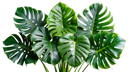 Monstera Deliciosa Leaves Arrangement Tropical Foliage Vibrant Green Isolated on transparent background