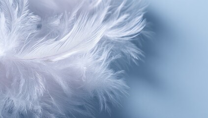 Obraz premium Close-up of delicate, white feathers against a light blue backdrop. Feathers in soft focus, showing intricate detail. Soft lighting creates a serene atmosphere
