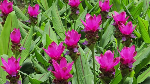 blossom siam tulib in garden
