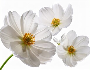 Fototapeta premium flying white flowers isolated on white background cutout