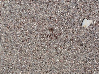 little stones on the ground with a undersground ants nest