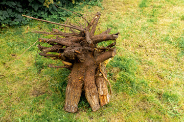Forest stump, roots exposed, forest felling. Old tree roots - complex root system close-up. Stump with roots on grass