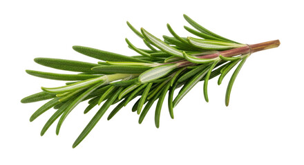 Isolated Rosemary