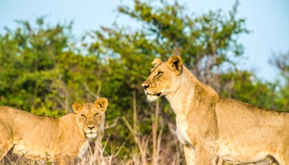 Two lions in a savanna landscape