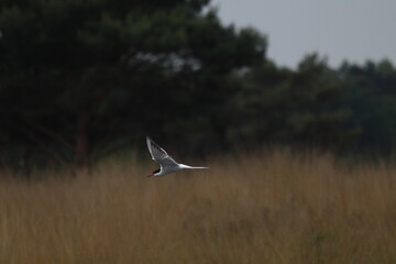 Bird flying
