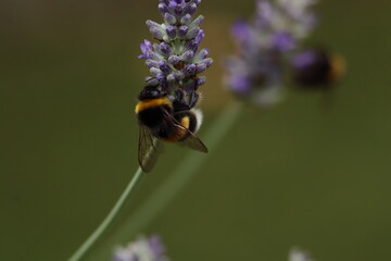 Bee on lavender