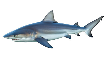 Isolated Shark