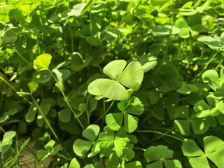 Obraz premium A vibrant patch of green clovers, a four-leaf clover in focus, bathed in sunlight.