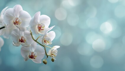 Delicate white orchids on a teal background (1) © Tyo