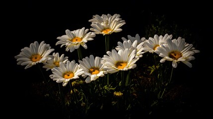 Cluster of fresh daisies with white petals and yellow centers in soft directional light.