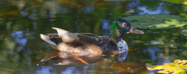 Ein Erpel auf einem Teich, Nahaufnahme
