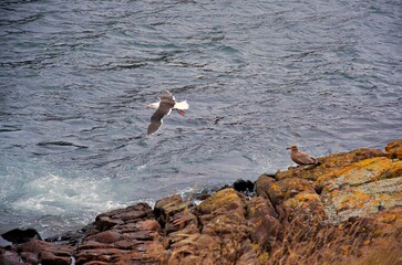 seagull on rocks
