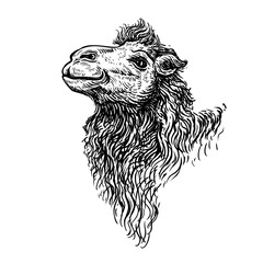 A hand drawn black and white sketch of a head double-humped camel. Vector illustration of Bactrian camel is native to the steppes of Central Asia it enabled the travel of caravans on the Silk Road