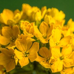 Obraz premium Close-up view of a cluster of vibrant yellow flowers, showcasing detailed petals and centers.