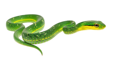 Isolated Green Snake