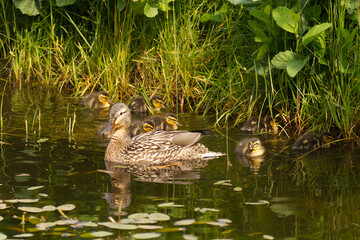 Entenmutter mit Küken im Teich
