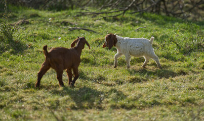 zwei Ziegenkinder auf einer Wiese