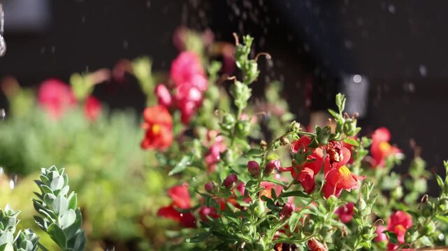 Closeup video of brilliant red flowers being watered in a backyard garden
