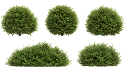 Five round green bushes on a black background on transparent background