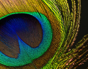 Macro of an Iridescent Peacock Feather with Vibrant Colors