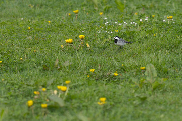 Bachstelze auf einer Wiese