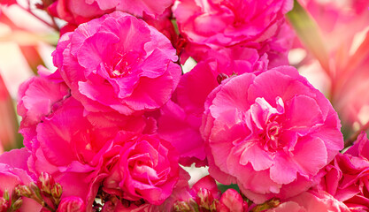 pink oleander flowers close-up