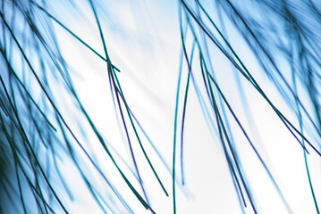 natural green background, abstraction