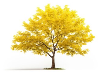 Fototapeta premium Plant tree yellow maple.