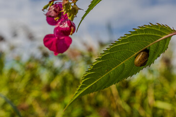 Schnecke auf einem Blatt mit pinken Blüten im Hintergrund an einem sonnigen Tag