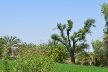 Naklejka premium palm trees and blue sky grass in garden farm landscape background wallpaper