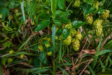 Hopfenpflanzen wachsen in einem feuchten, grünen Garten während des Spätsommers