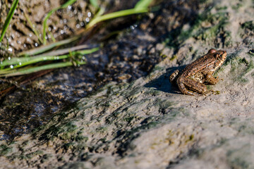 Quakender Frosch entspannt am Ufer eines Gewässers an einem sonnigen Tag im Herbst