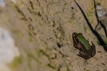 Frosch auf sandiger Oberfläche in der Natur am frühen Morgen