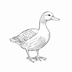 Duck drawing. It is a simple black and white outline image of a common duck standing, ready for coloring. Vector sketch line art draw.