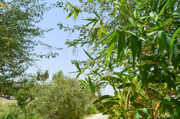 Fototapeta premium bamboo tree in garden close of green leaf