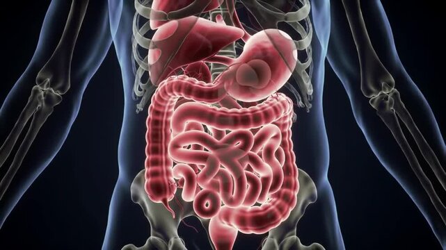 Human digestive system anatomy with stomach, intestines, liver diagram
