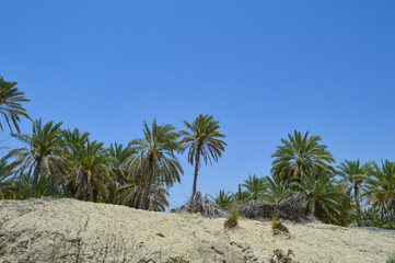 Dates fruit tree farm 