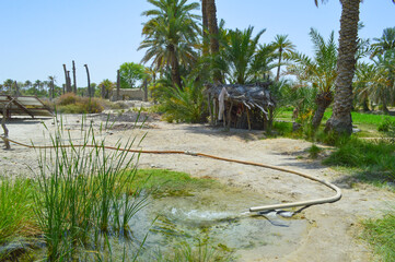 palm leaf hut dates trees in garden 