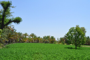 vachellia nilotica tree in the grass field dates palm plant background