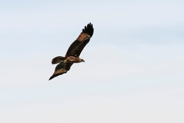 Red eagle fly on the sky in nature at thailand