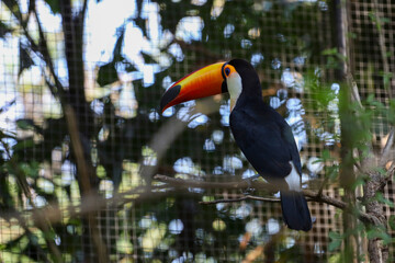 The toco toucan bird on the wood tree