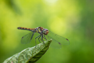 Dragonfly resting on a green leaf in a garden.