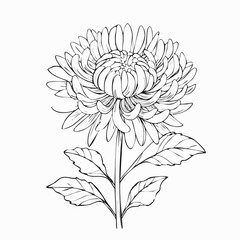 Aster drawing. It is a black and white outline image of an aster flower with numerous thin petals, a textured center, a stem, and detailed leaves, in a sketch style. Vector sketch line art draw.