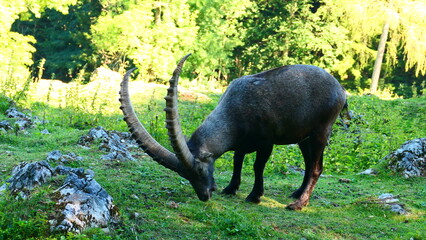 grasender Steinbock
