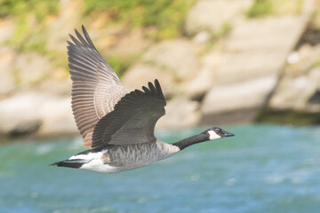 Canada goose (Branta canadensis) in flight over the Sacramento River in Redding, California.